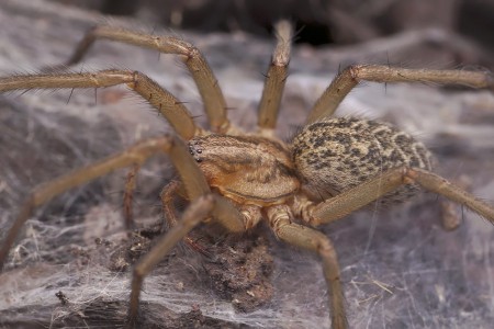 Eratigena agrestis